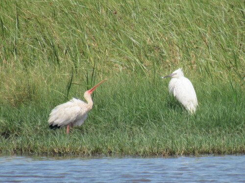 Reddish Egret