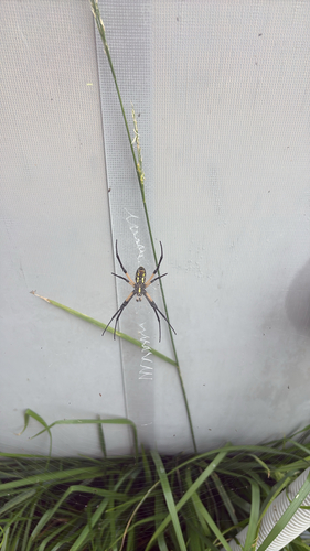 Yellow Garden Spider