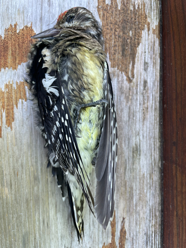 Yellow-bellied Sapsucker