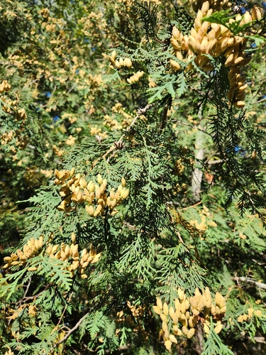 northern whitecedar