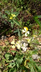 Erucaria hispanica