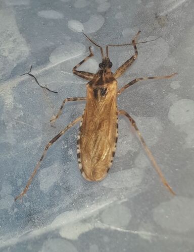 Oncocephalus squalidus