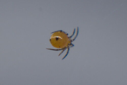 Comb-footed platform spider