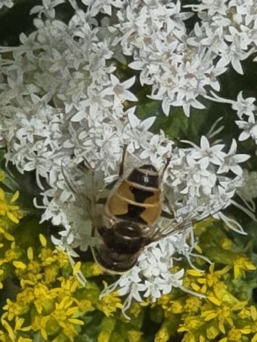 Eurasian Drone Fly