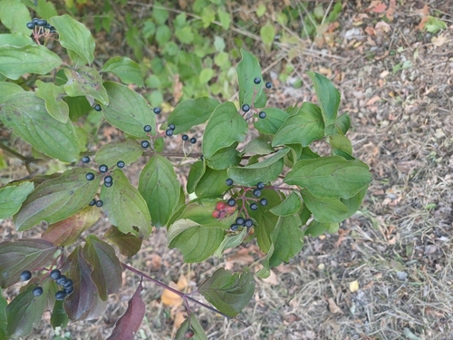 common dogwood