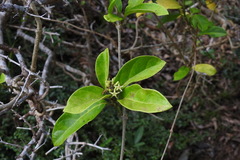 Parsonsia alboflavescens