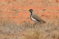 Vanellus tricolor