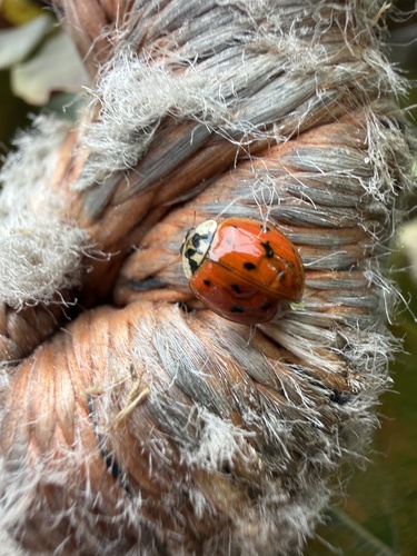 Asian Lady Beetle