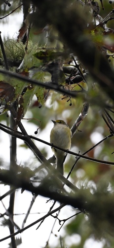 White-eyed Vireo