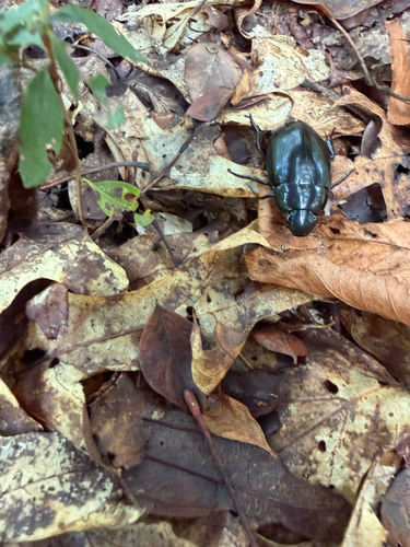 Hydrophilus ovatus