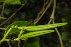 Parsonsia alboflavescens