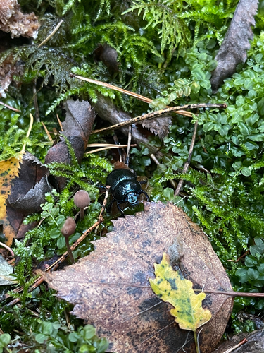 Woodland Dor Beetle
