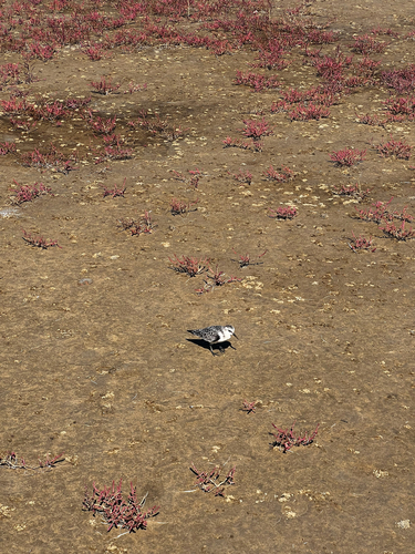 Sanderling