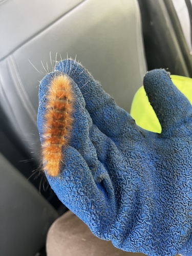Virginian Tiger Moth