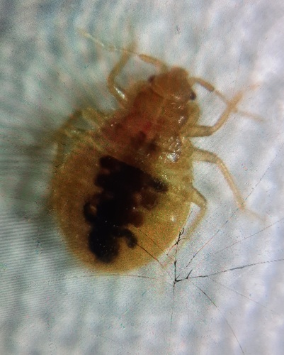 Common Bed Bug