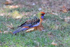 Platycercus elegans elegans