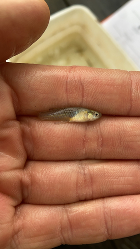 Western Mosquitofish