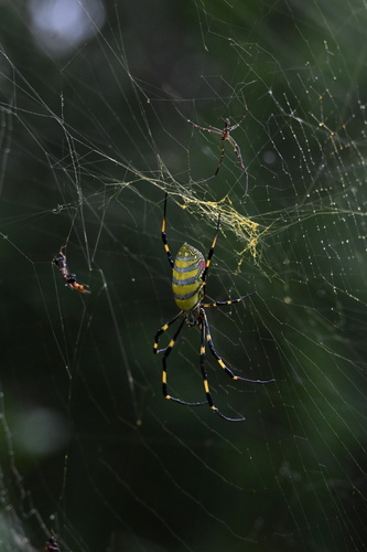 Joro Spider