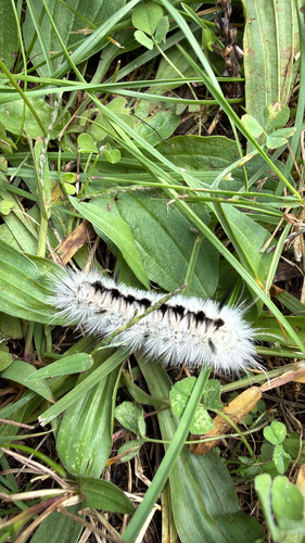 Hickory Tussock Moth