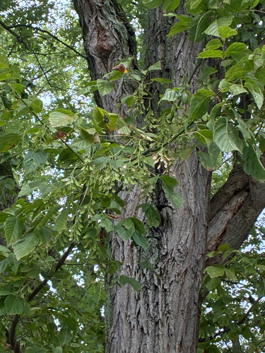 box elder