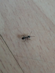 Lasius niger