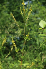 Melilotus officinalis