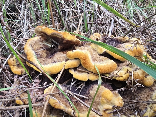 European Dyer's Polypore