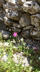 Silene cretica