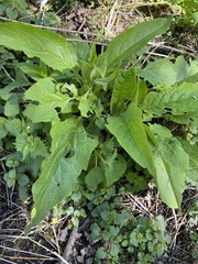 Symphytum officinale