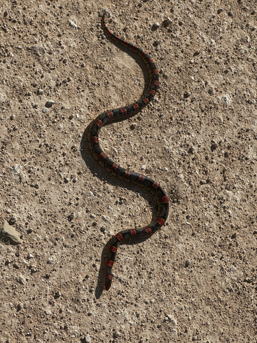 Long-nosed Snake