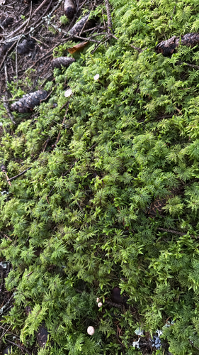 stairstep moss