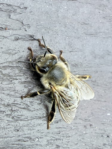 Western Honey Bee