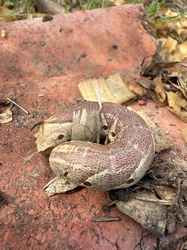 Pink-spotted Hawkmoth