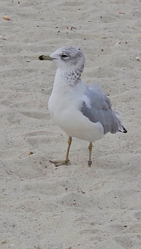 Ring-billed Gull