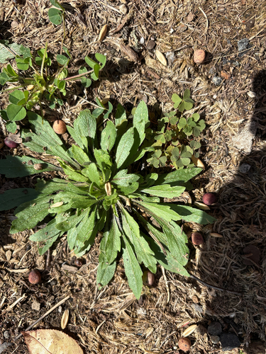 horseweed