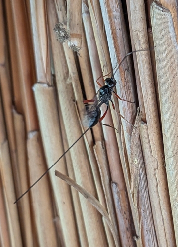 Stenarella domator