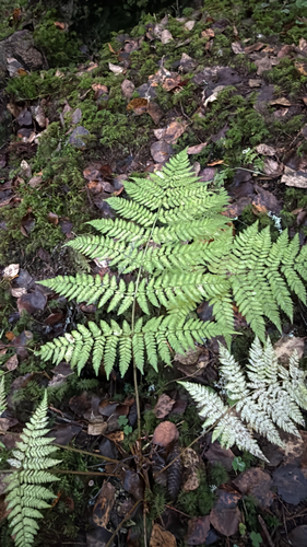 spreading wood fern