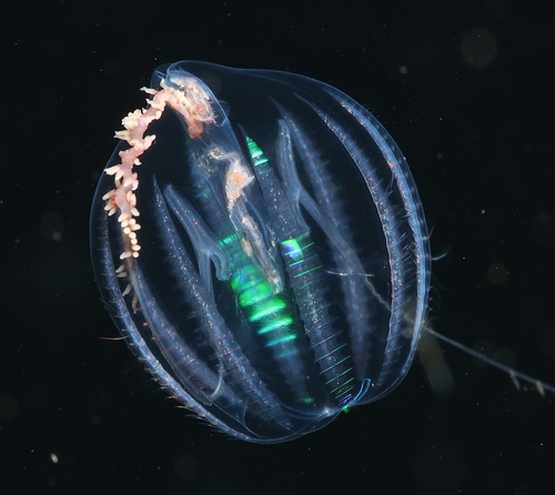 Sea Gooseberry