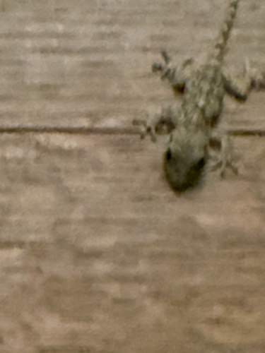 Moorish Gecko