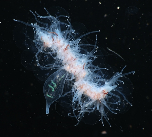 barbed wire jelly