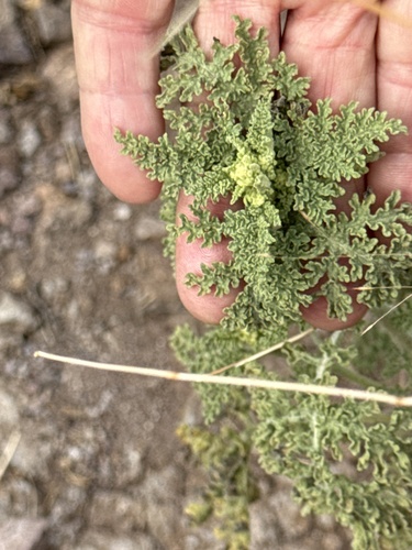 Ragged Marsh-elder