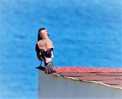 Garrulus glandarius atricapillus