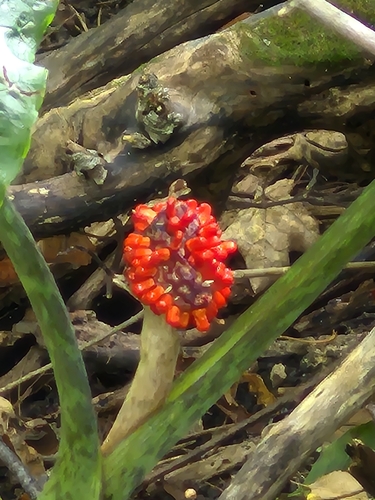 Jack-in-the-Pulpit