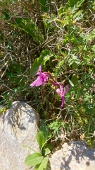 Orchis anatolica