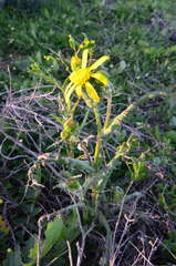 Senecio platylepis
