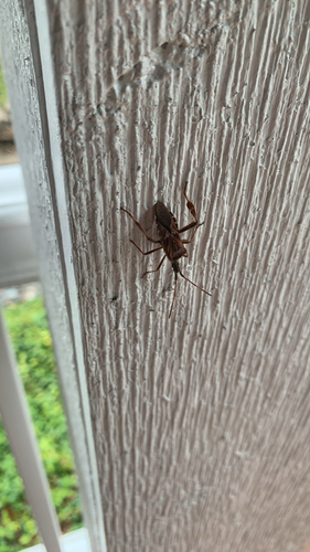 Western Conifer Seed Bug