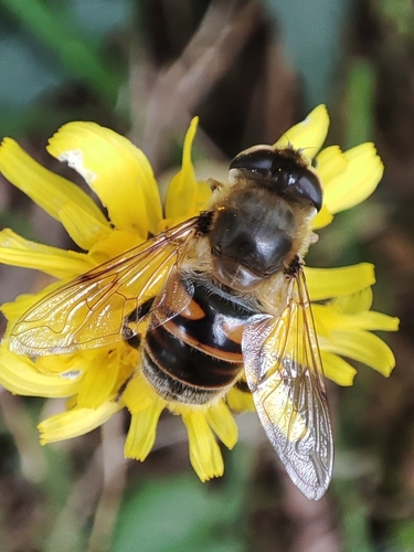 Common Drone Fly