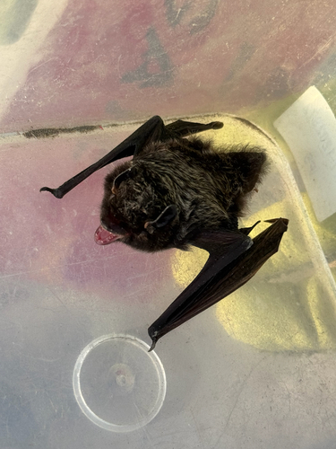 Silver-haired Bat