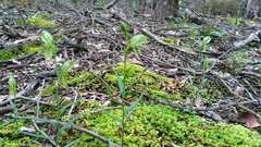 Pterostylis smaragdyna