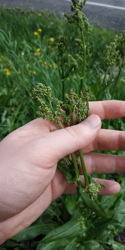 Garden Sorrel (Rumex rugosus)